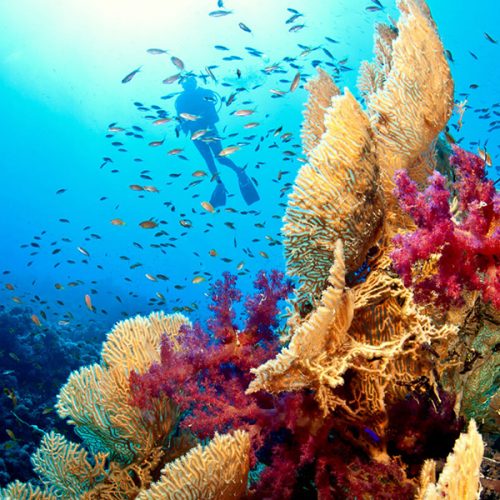 Red Sea Reefs